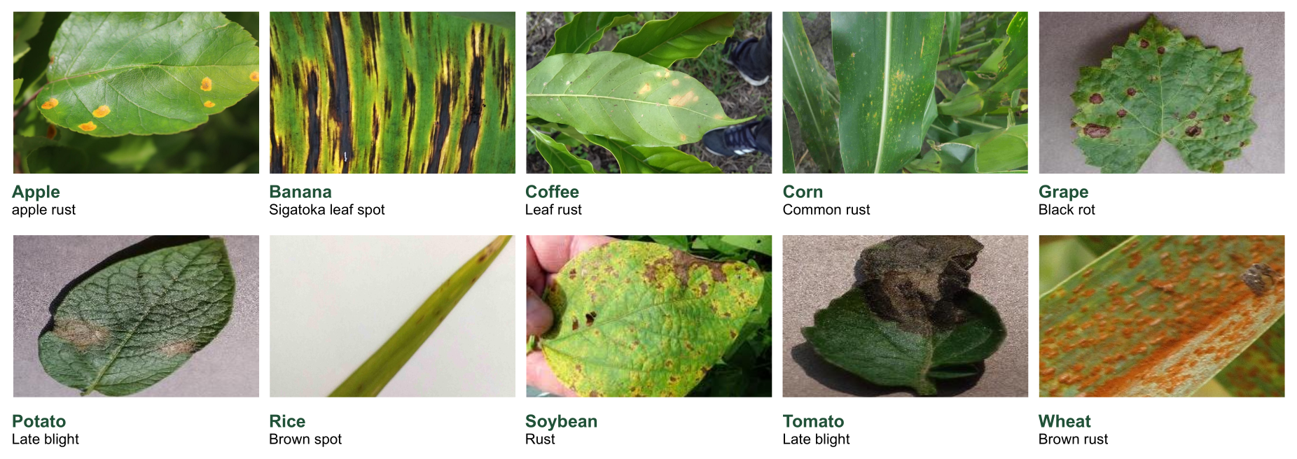 Representative leaf-disease images from ten crops